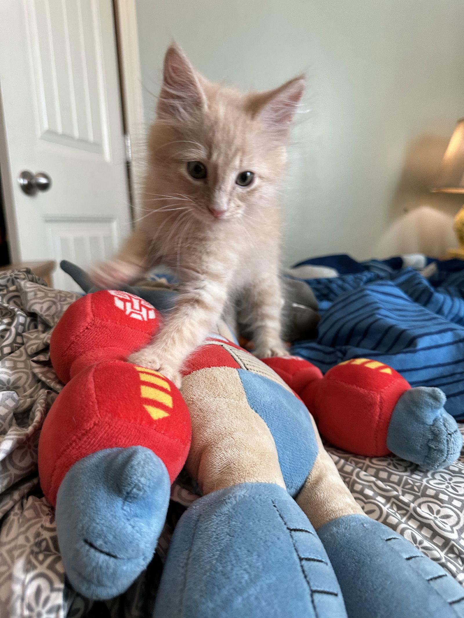 Joe, Adopted, Kitten Male Domestic Long Hair.