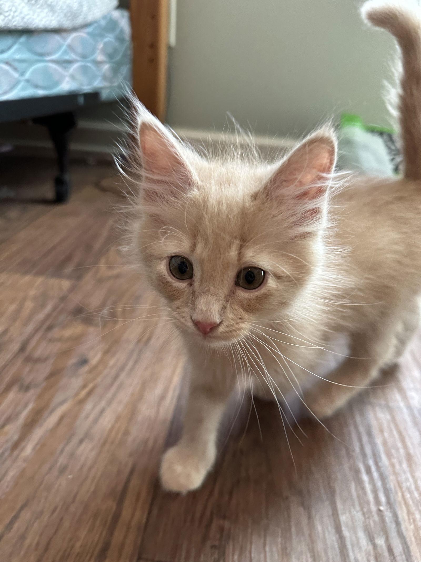 Enlarge Joe, a Adopted Domestic Long Hair in Ball Ground, GA image 2/3