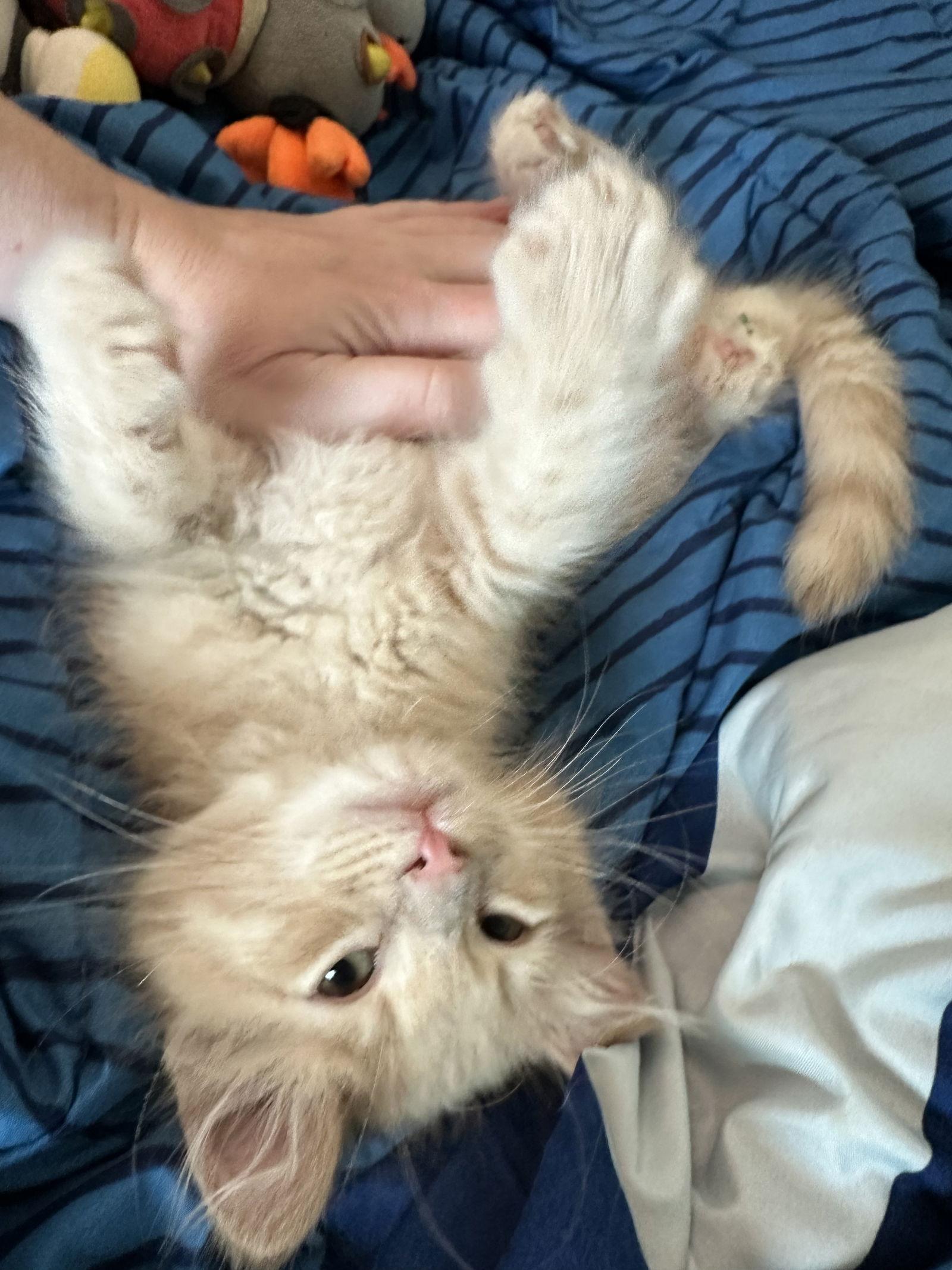 Enlarge Joe, a Adopted Domestic Long Hair in Ball Ground, GA image 3/3