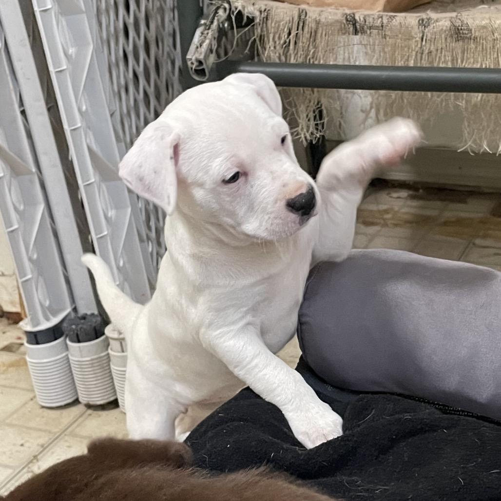 Tofu, a Adoptable mixed breed in St. Peters, MO image 2/6