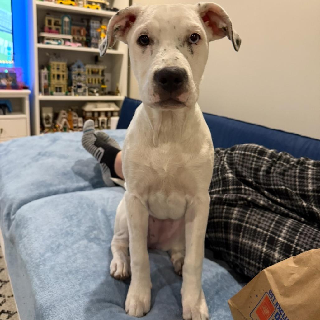 Tofu, a Adoptable mixed breed in St. Peters, MO image 6/6