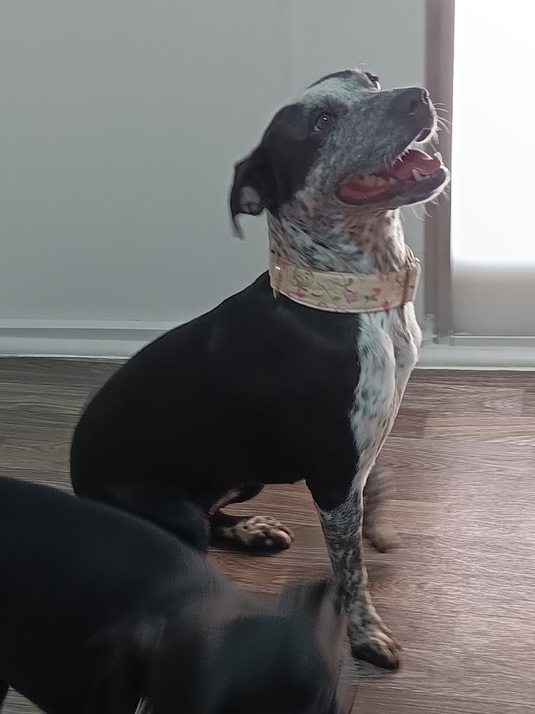 Enlarge Brush pink flowers, a Adoptable mixed breed in Fort Lupton, CO image 1/1