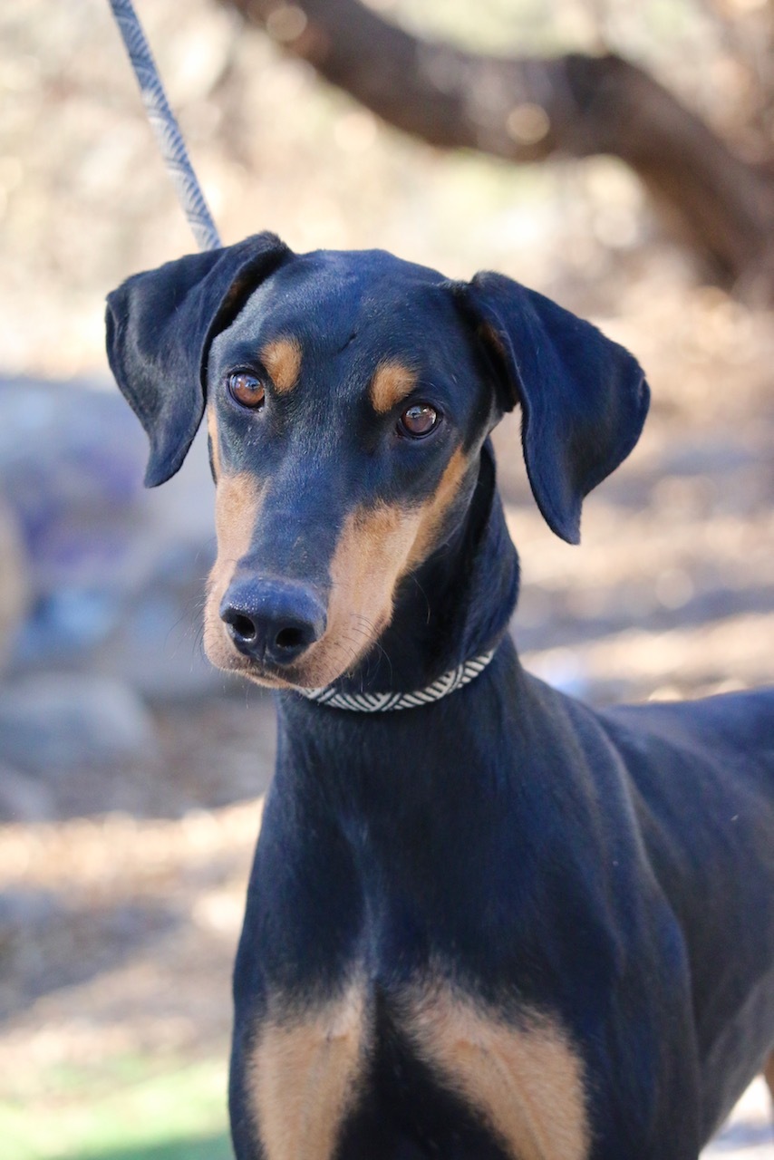Brody, Adoptable, Adult Male Doberman Pinscher.