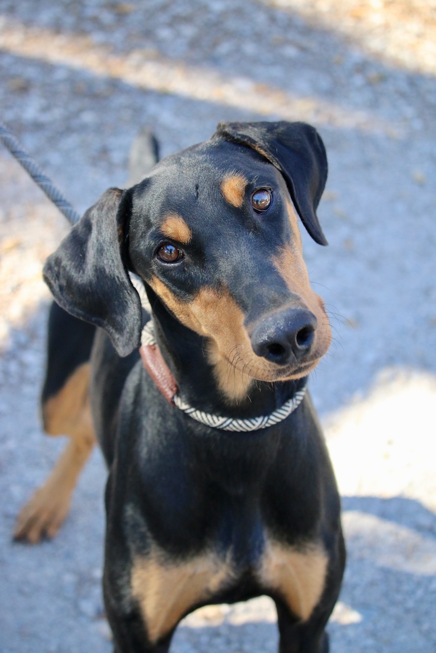 Enlarge Brody, a Adoptable Doberman Pinscher in Fillmore, CA image 2/12