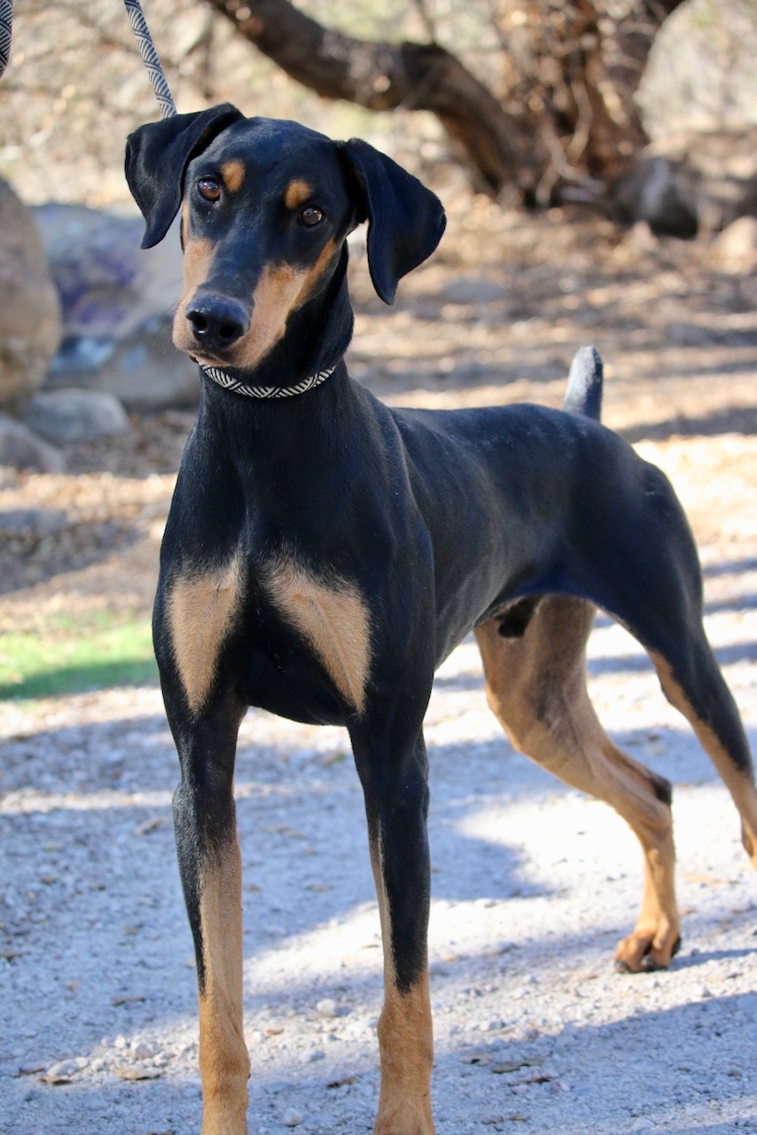 Enlarge Brody, a Adoptable Doberman Pinscher in Fillmore, CA image 3/12