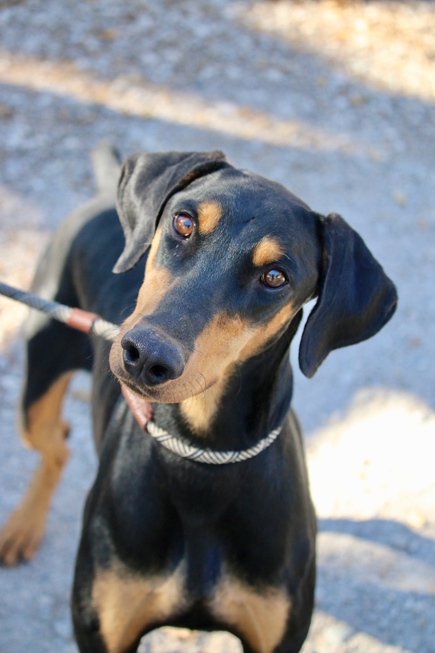 Enlarge Brody, a Adoptable Doberman Pinscher in Fillmore, CA image 4/12