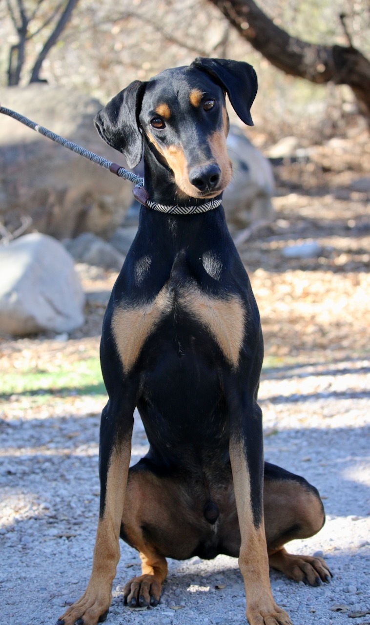 Enlarge Brody, a Adoptable Doberman Pinscher in Fillmore, CA image 5/12