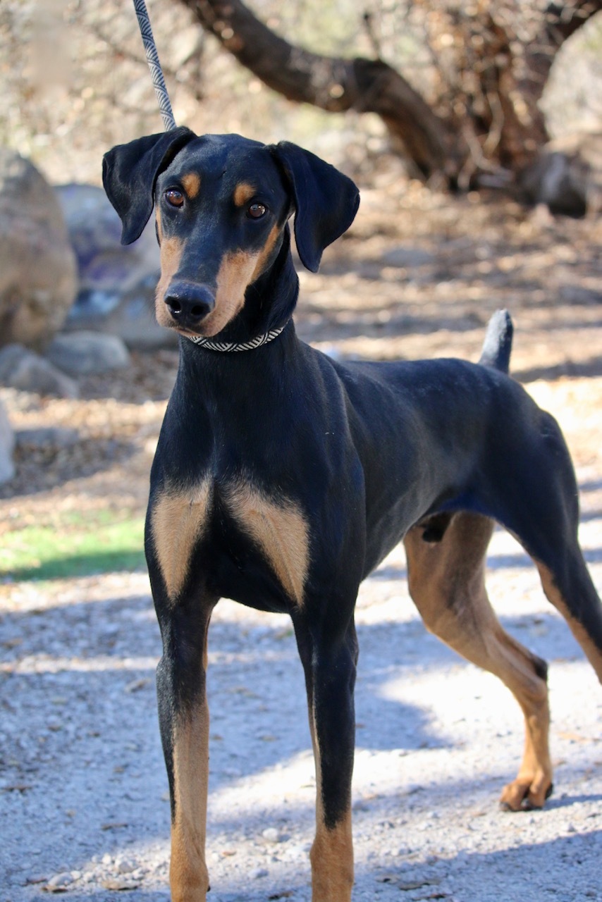 Enlarge Brody, a Adoptable Doberman Pinscher in Fillmore, CA image 6/12