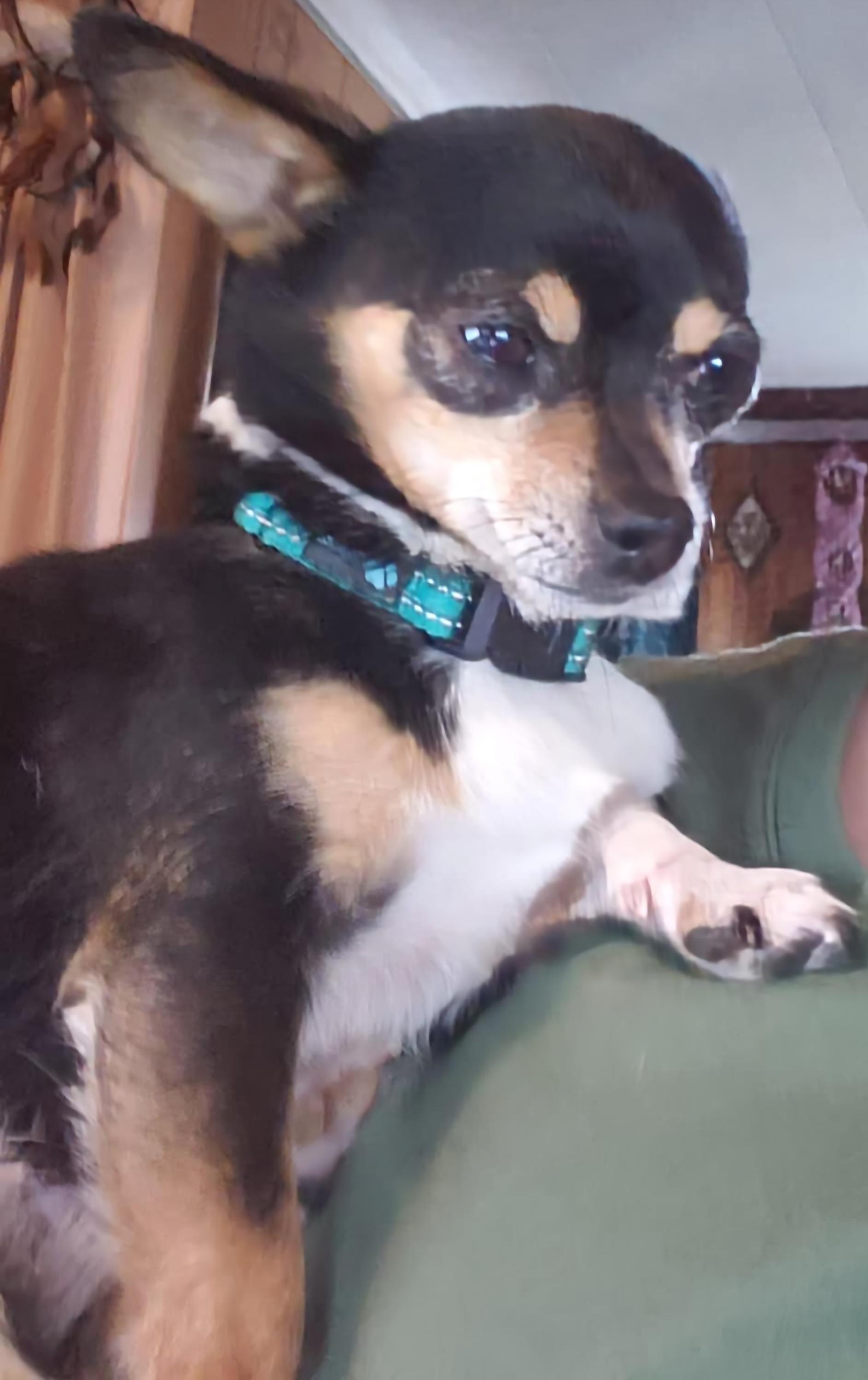 Enlarge Lady & Scamp (Bonded Pair), a Adopted Chihuahua in Merrill, WI image 4/4