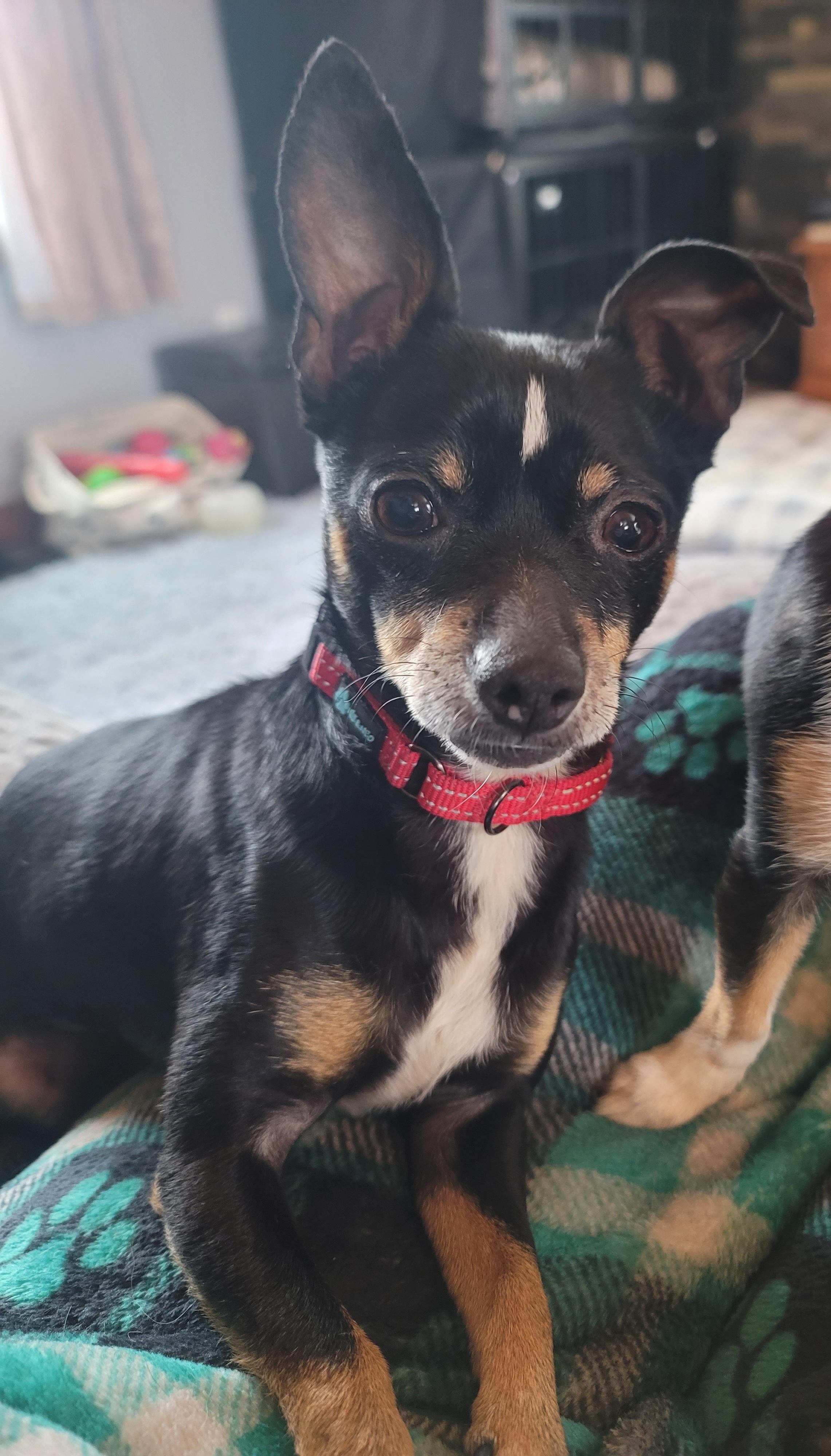 Enlarge Lady & Scamp (Bonded Pair), a Adopted Chihuahua in Merrill, WI image 1/4