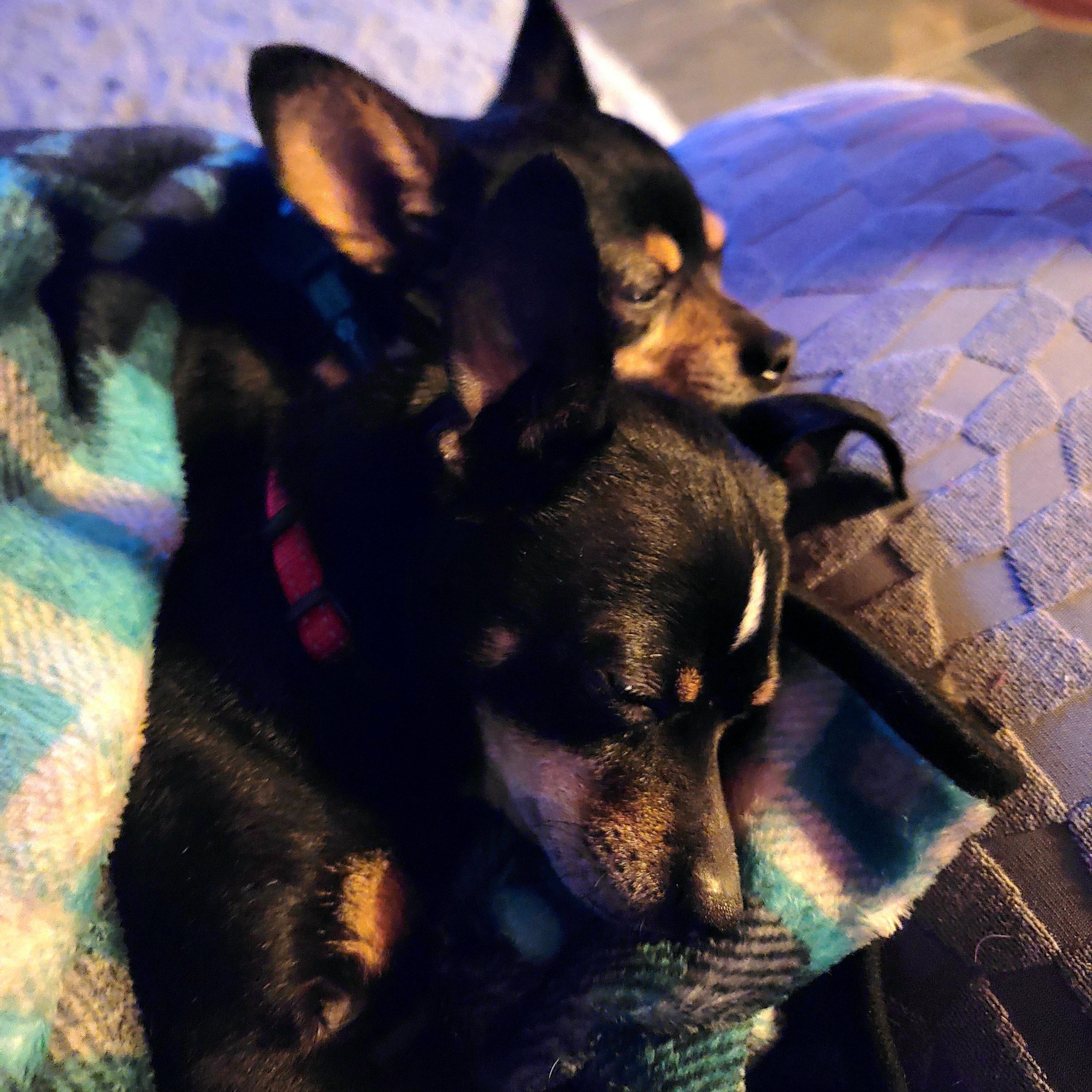 Enlarge Lady & Scamp (Bonded Pair), a Adopted Chihuahua in Merrill, WI image 2/4