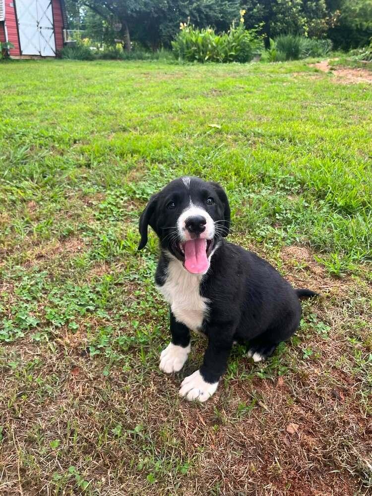 Buster, Adoptable, Puppy Male Mixed Breed.