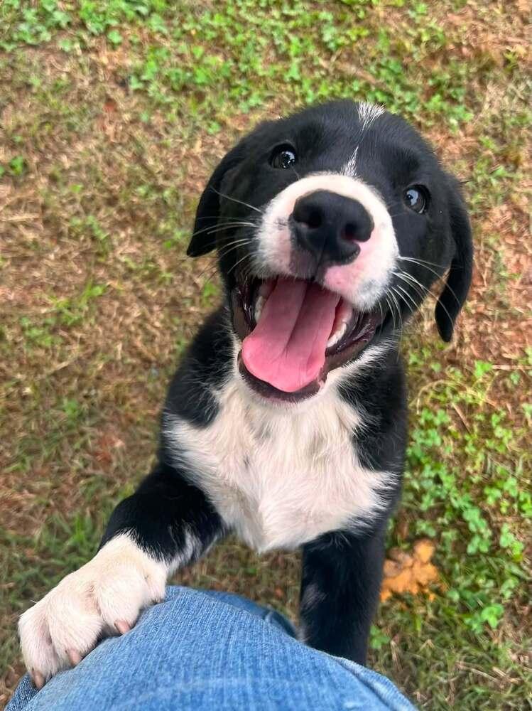 Buster, a Adoptable mixed breed in Acworth, GA image 2/2