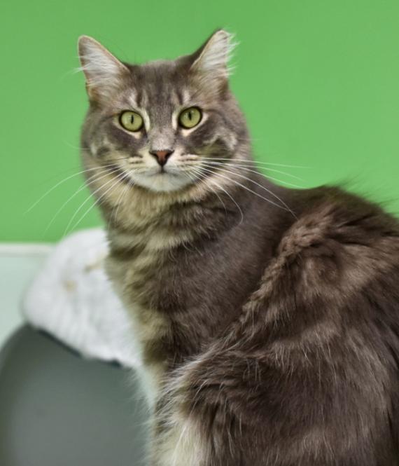 Courage, Adoptable, Adult Male Domestic Long Hair.