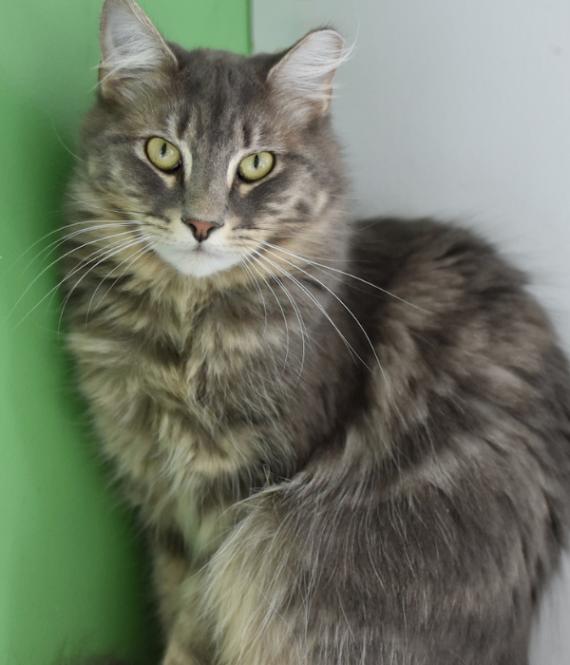 Enlarge Courage, a Adoptable Domestic Long Hair in Marietta, GA image 1/5