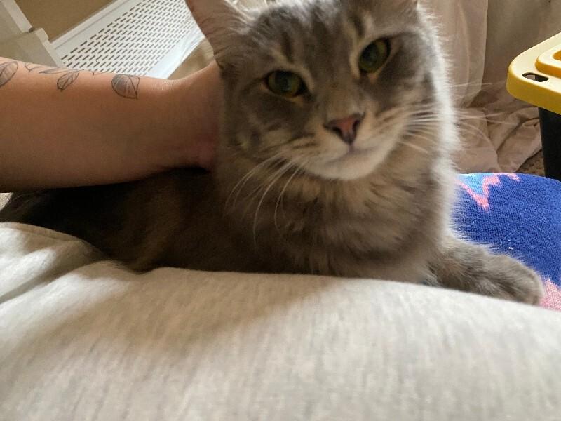 Enlarge Courage, a Adoptable Domestic Long Hair in Marietta, GA image 2/5