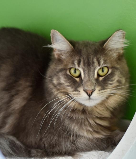 Enlarge Courage, a Adoptable Domestic Long Hair in Marietta, GA image 3/5