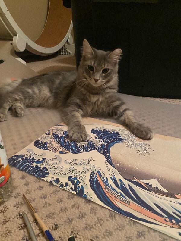 Enlarge Courage, a Adoptable Domestic Long Hair in Marietta, GA image 4/5