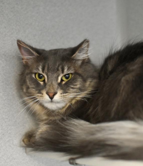 Enlarge Courage, a Adoptable Domestic Long Hair in Marietta, GA image 5/5