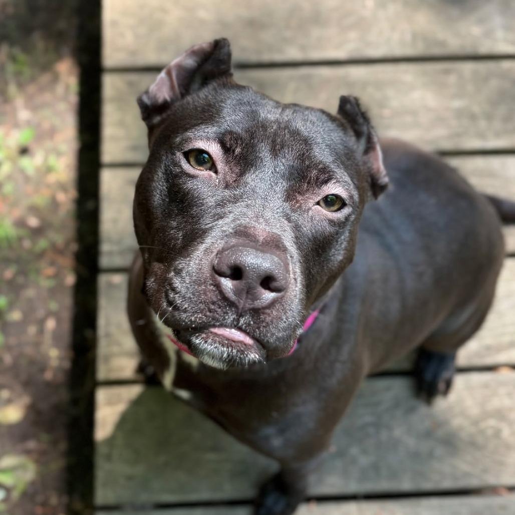 Acacia, Adoptable, Adult Female Pit Bull Terrier.