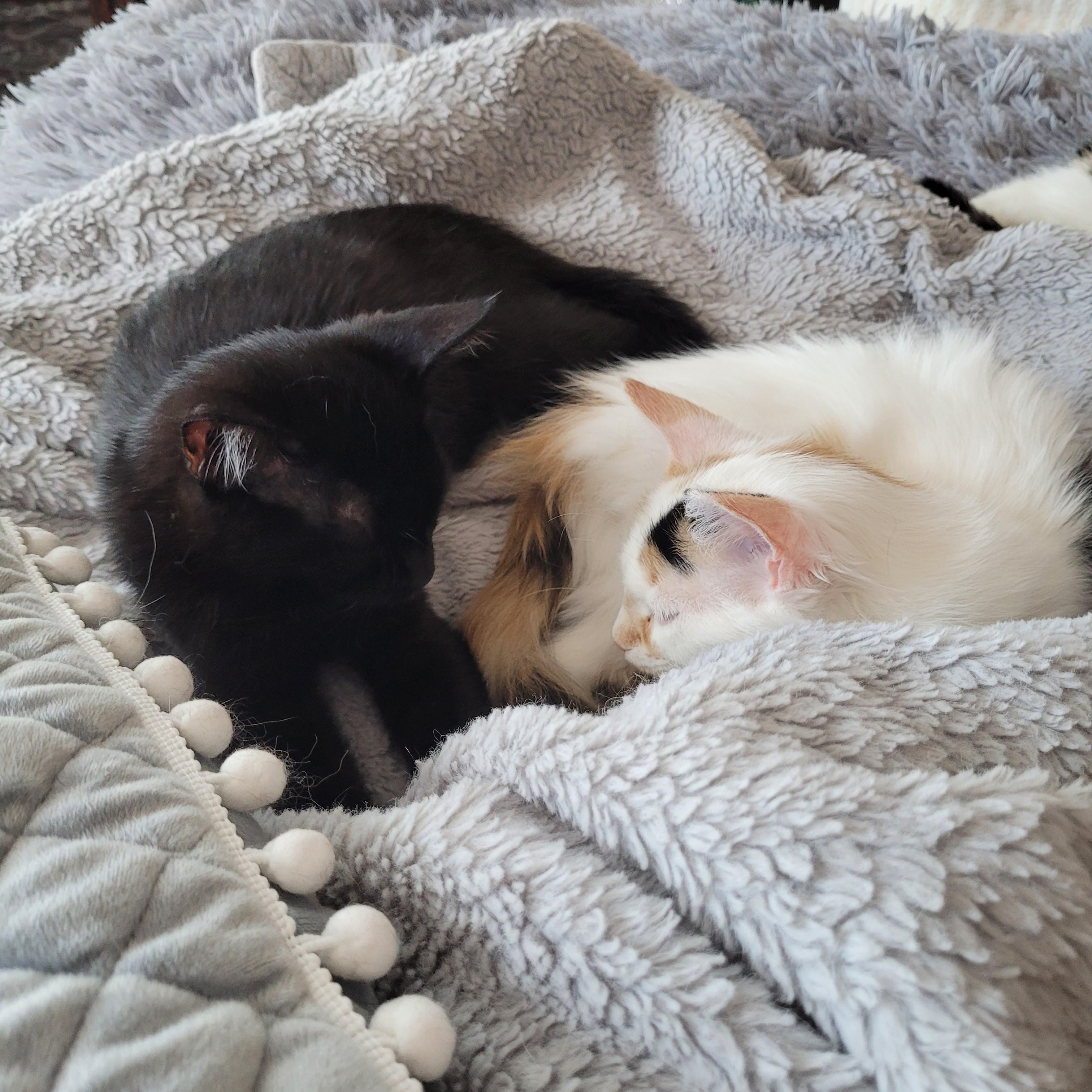 Moka (m) Black DMH, and Betty White (f) Calico ragdoll mix, a ADOPTABLE Domestic Short Hair in Ottawa, ON image 4/6