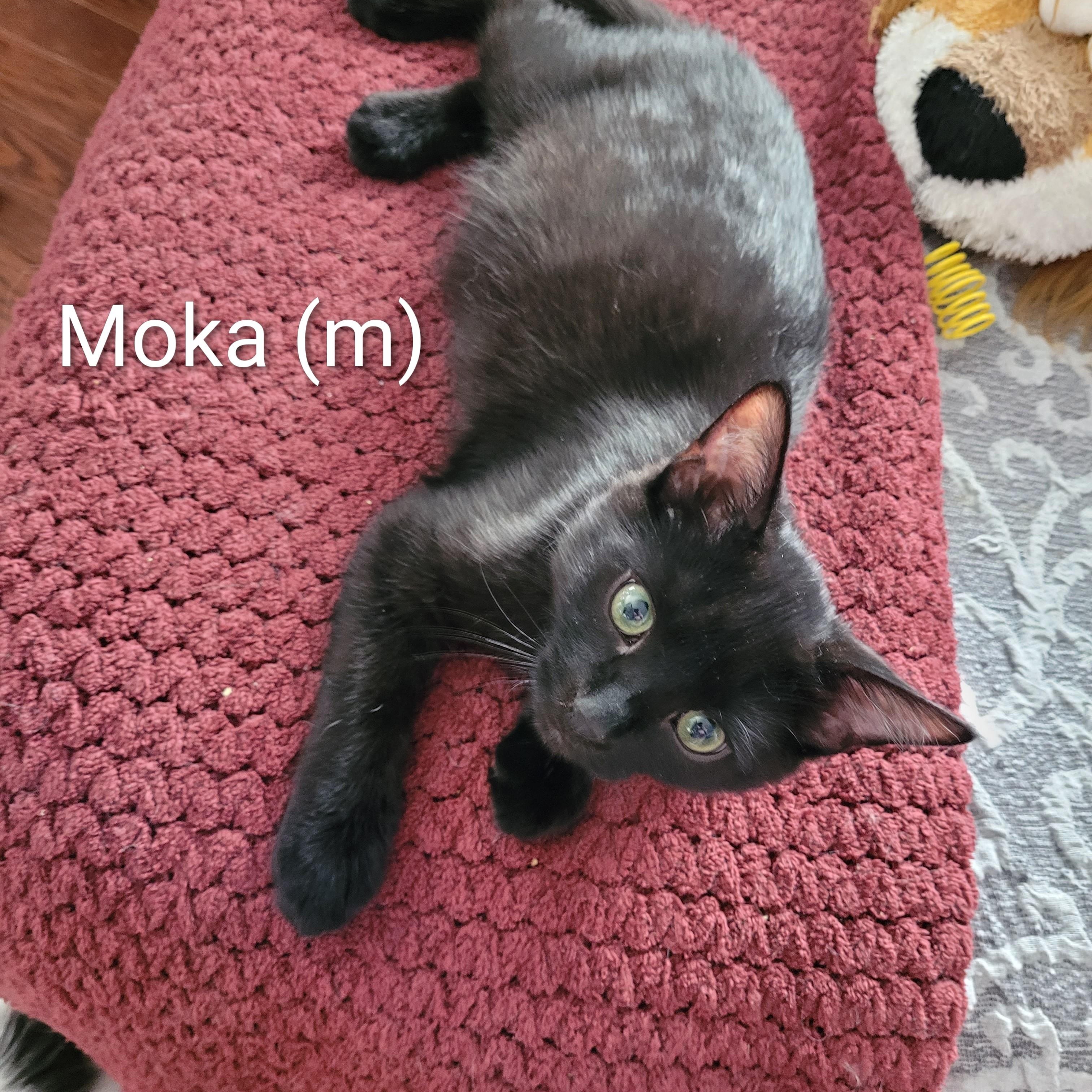 Moka (m) Black DMH, and Betty White (f) Calico ragdoll mix, a ADOPTABLE Domestic Short Hair in Ottawa, ON image 2/6