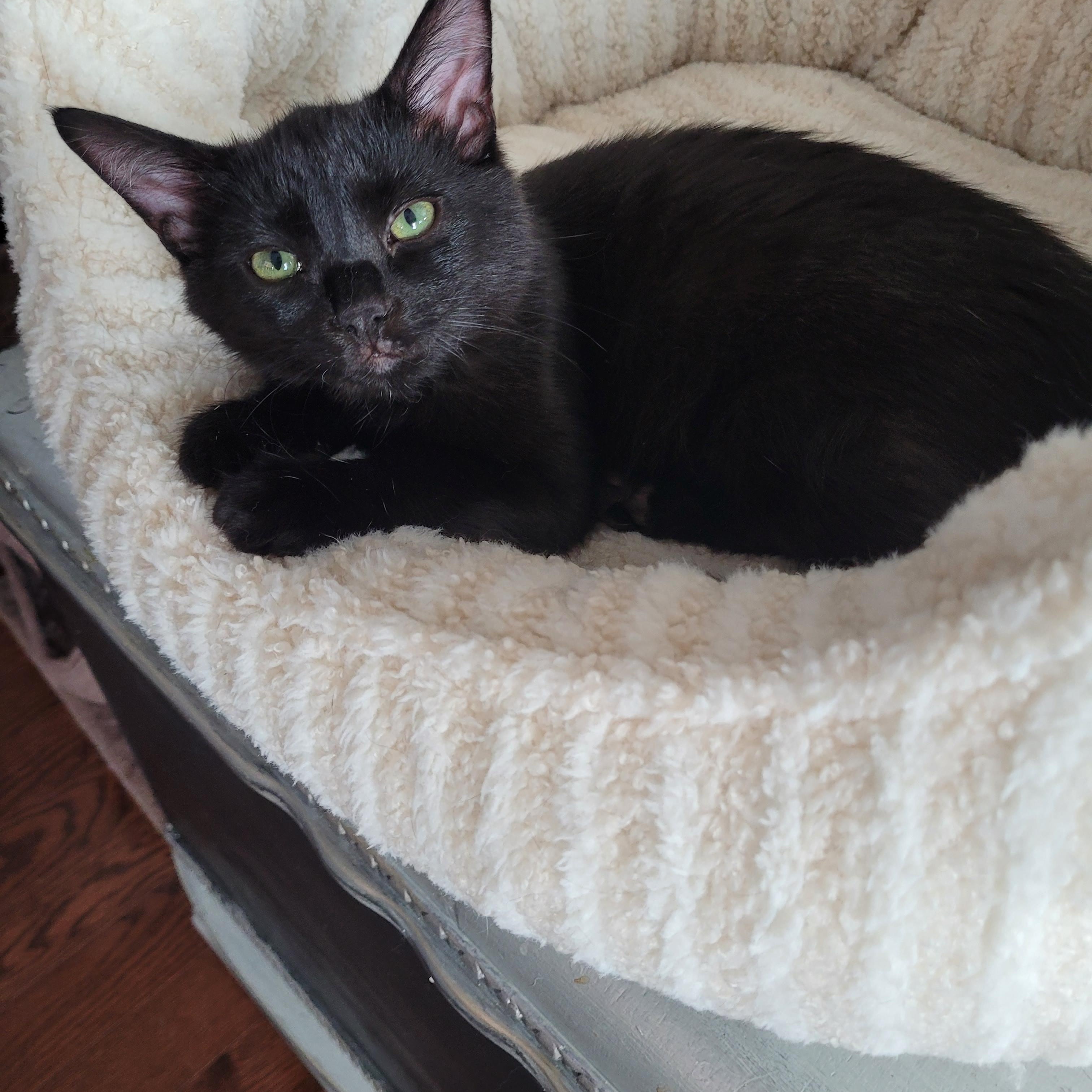 Moka (m) Black DMH, and Betty White (f) Calico ragdoll mix, a ADOPTABLE Domestic Short Hair in Ottawa, ON image 1/6