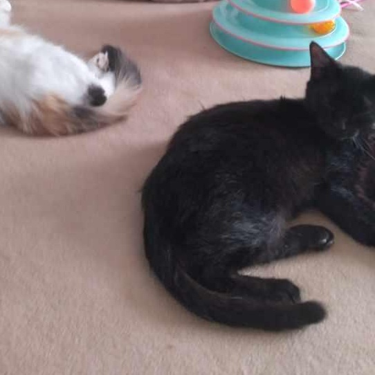 Moka (m) Black DMH, and Betty White (f) Calico ragdoll mix, a ADOPTABLE Domestic Short Hair in Ottawa, ON image 6/6