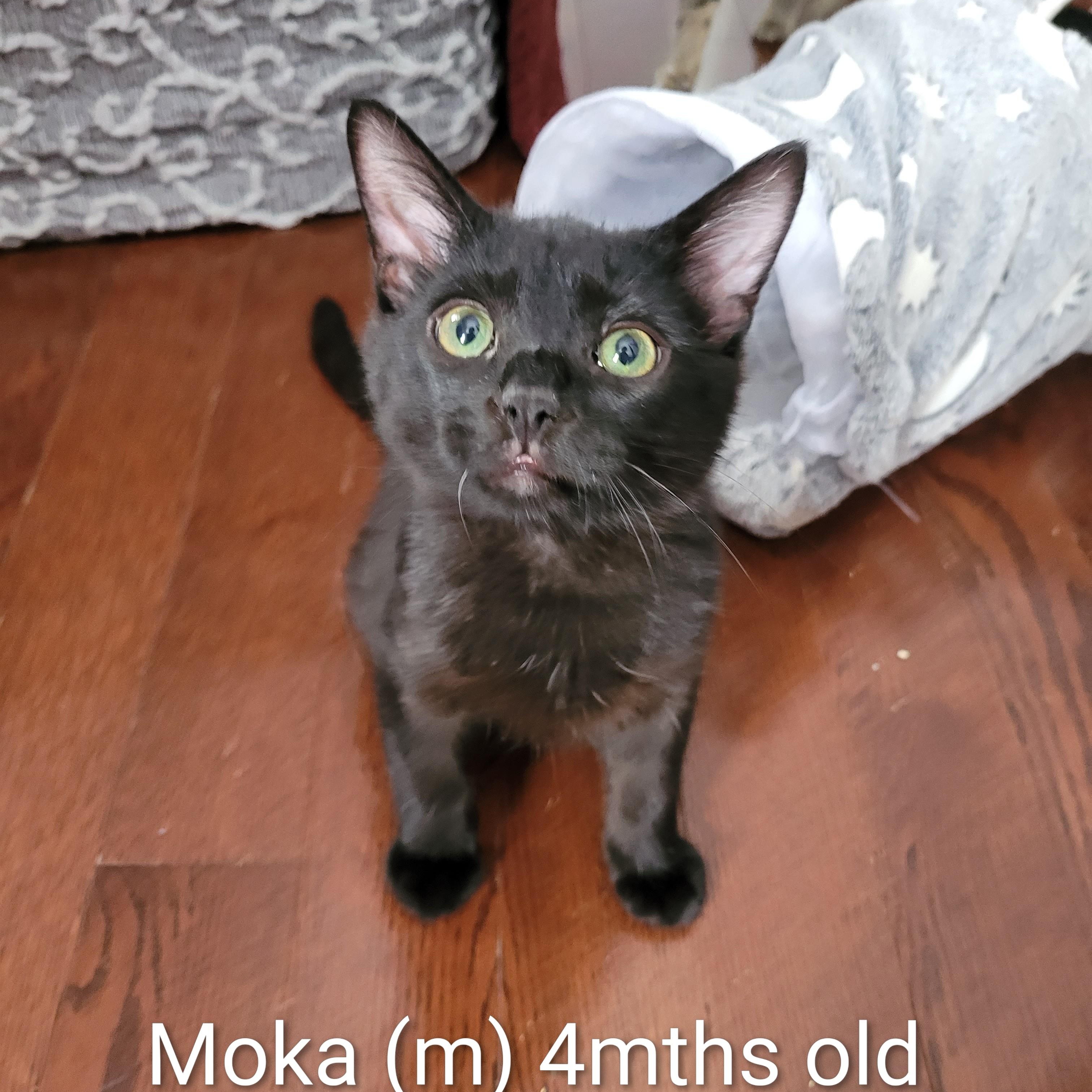 Moka (m) Black DMH, and Betty White (f) Calico ragdoll mix, a ADOPTABLE Domestic Short Hair in Ottawa, ON image 3/6
