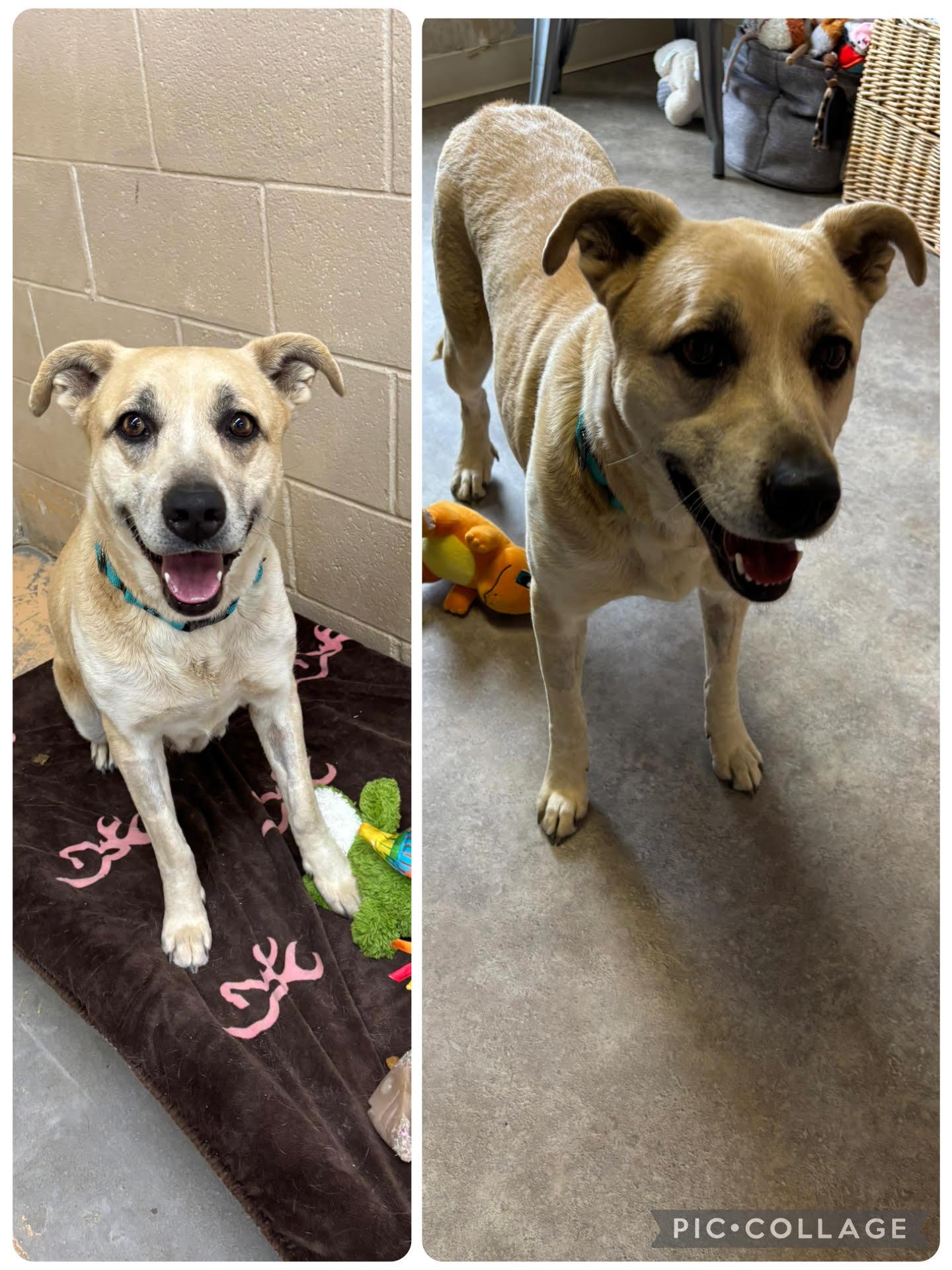 Mallory, ADOPTABLE, Adult Female Mixed Breed.