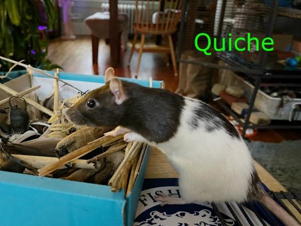 Latte, Quiche & Toast (The Brunch Bunch), a ADOPTABLE Rat in Dedham, MA image 2/6