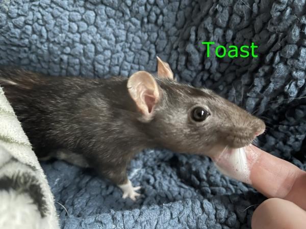Latte, Quiche & Toast (The Brunch Bunch), a ADOPTABLE Rat in Dedham, MA image 6/6