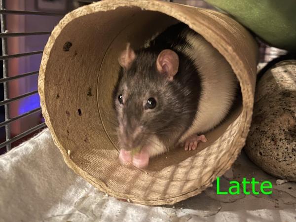 Latte, Quiche & Toast (The Brunch Bunch), ADOPTABLE, Young Female Rat.