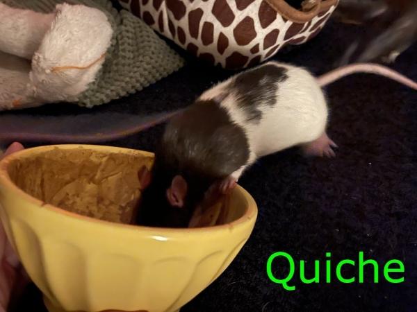 Latte, Quiche & Toast (The Brunch Bunch), a ADOPTABLE Rat in Dedham, MA image 4/6