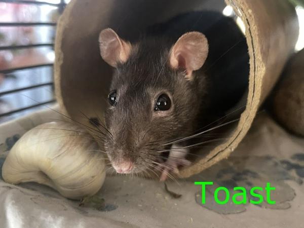 Latte, Quiche & Toast (The Brunch Bunch), a ADOPTABLE Rat in Dedham, MA image 5/6