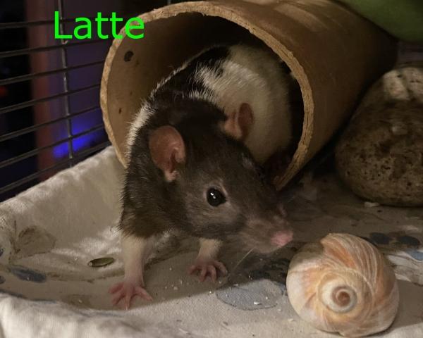 Latte, Quiche & Toast (The Brunch Bunch), a ADOPTABLE Rat in Dedham, MA image 3/6