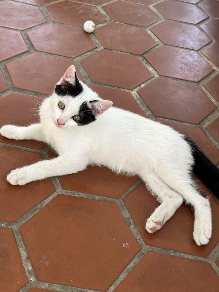 Sabrina, Adoptable, Kitten Female Domestic Short Hair.