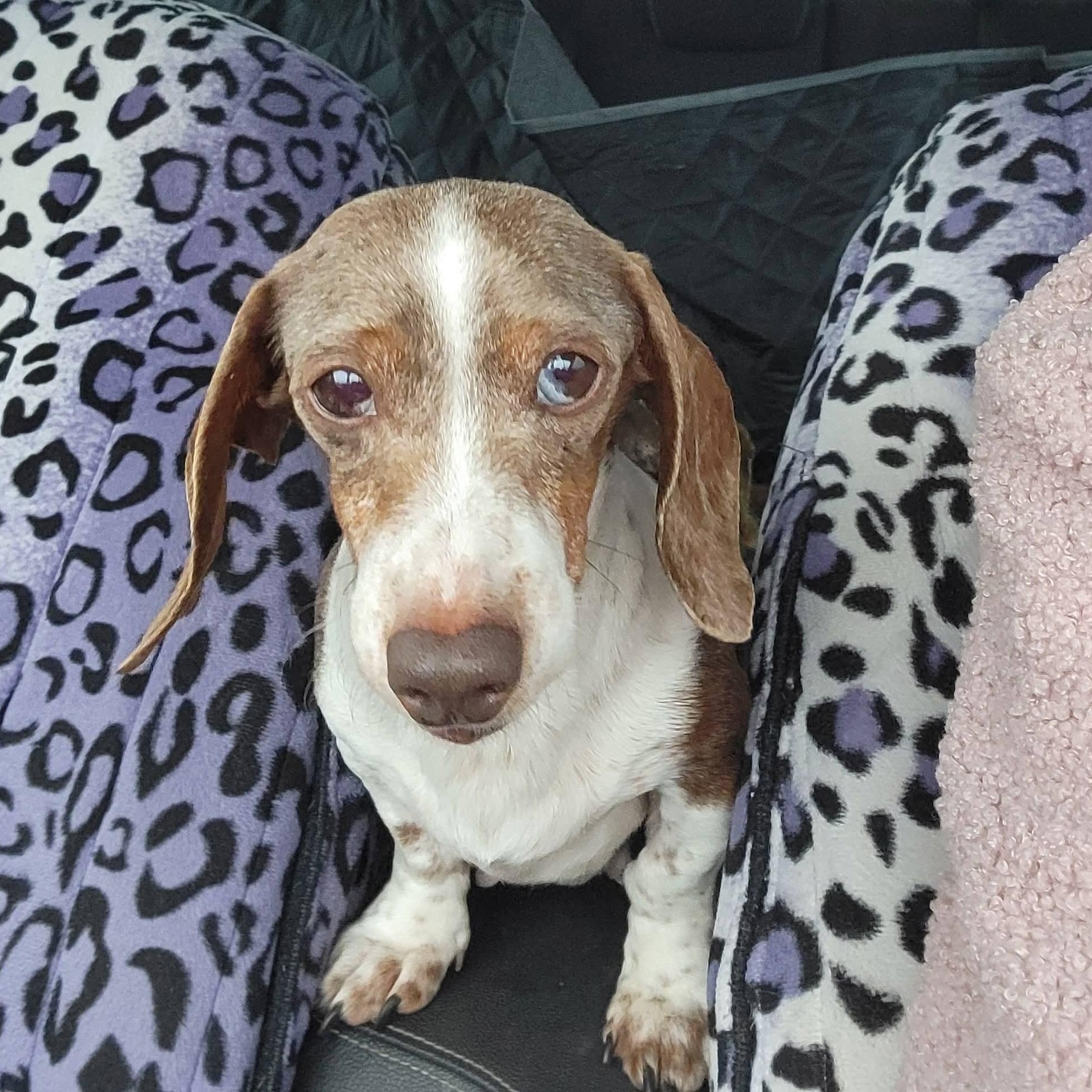 Enlarge Lil Bit & Maggie ~ bonded pair, an adopted Dachshund in Minooka, IL image 2/4