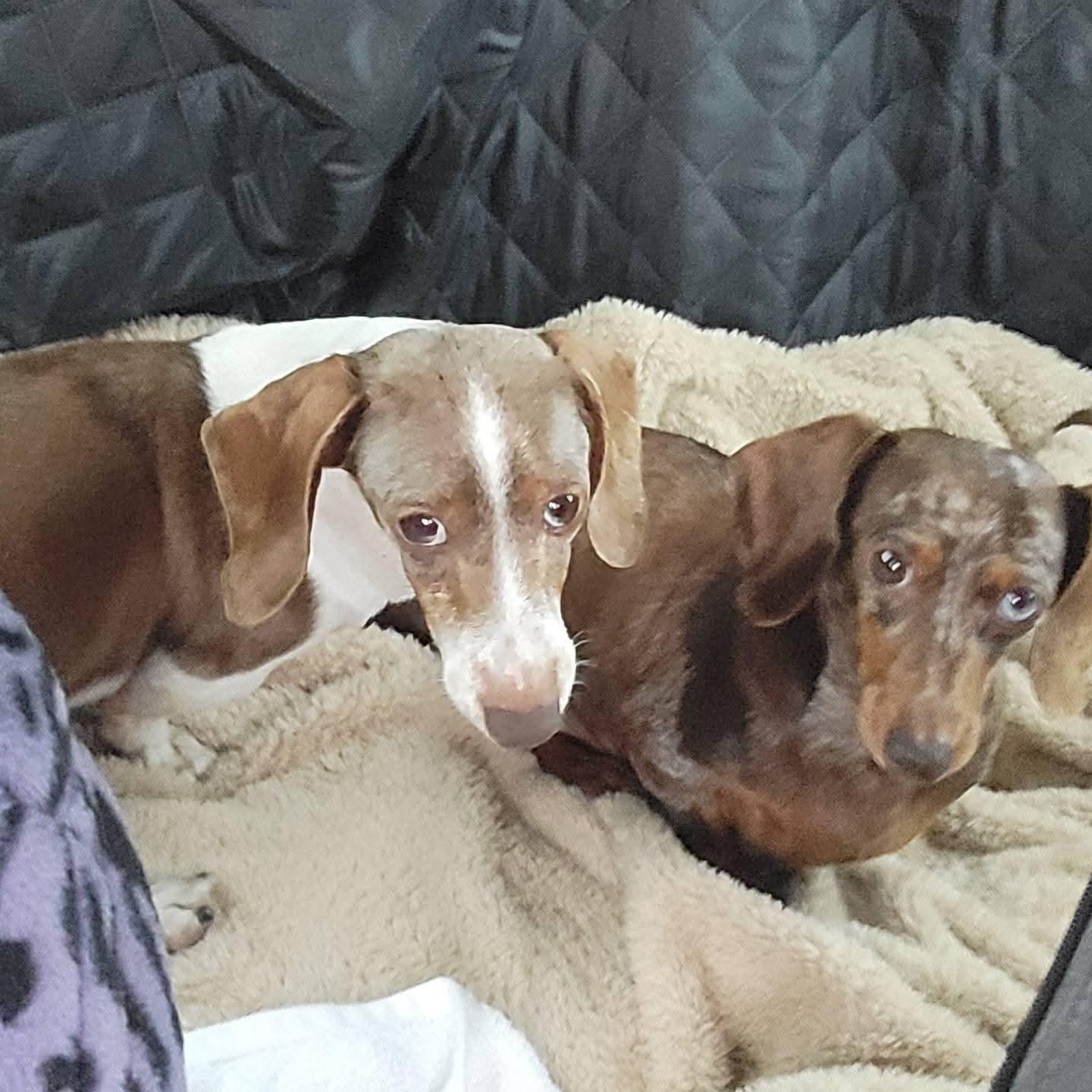 Lil Bit & Maggie ~ bonded pair, adopted, Adult Female Dachshund.