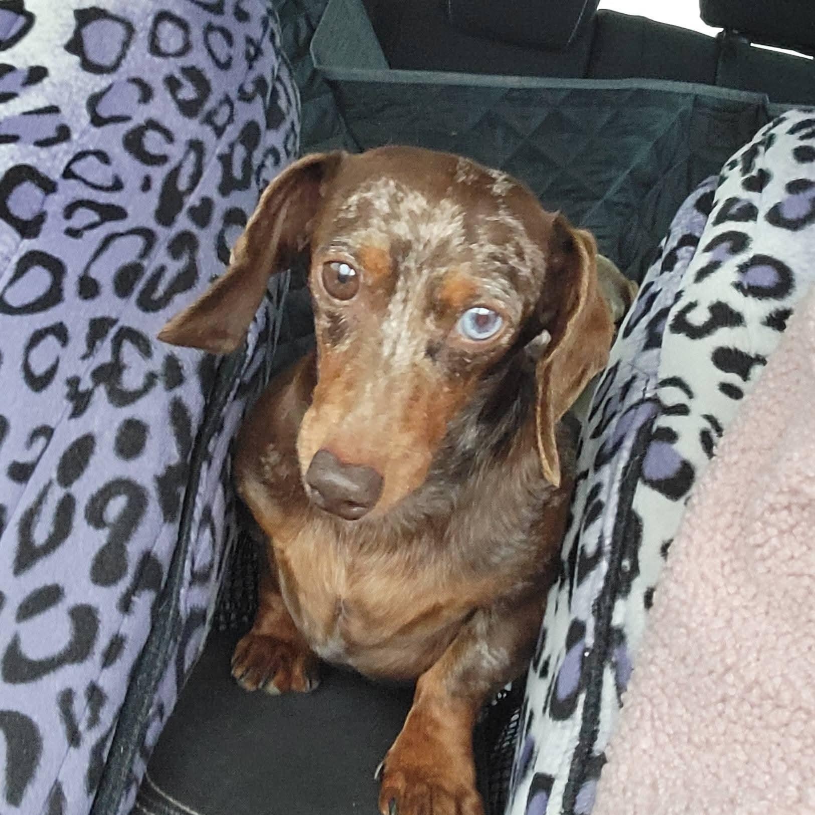 Enlarge Lil Bit & Maggie ~ bonded pair, an adopted Dachshund in Minooka, IL image 3/4