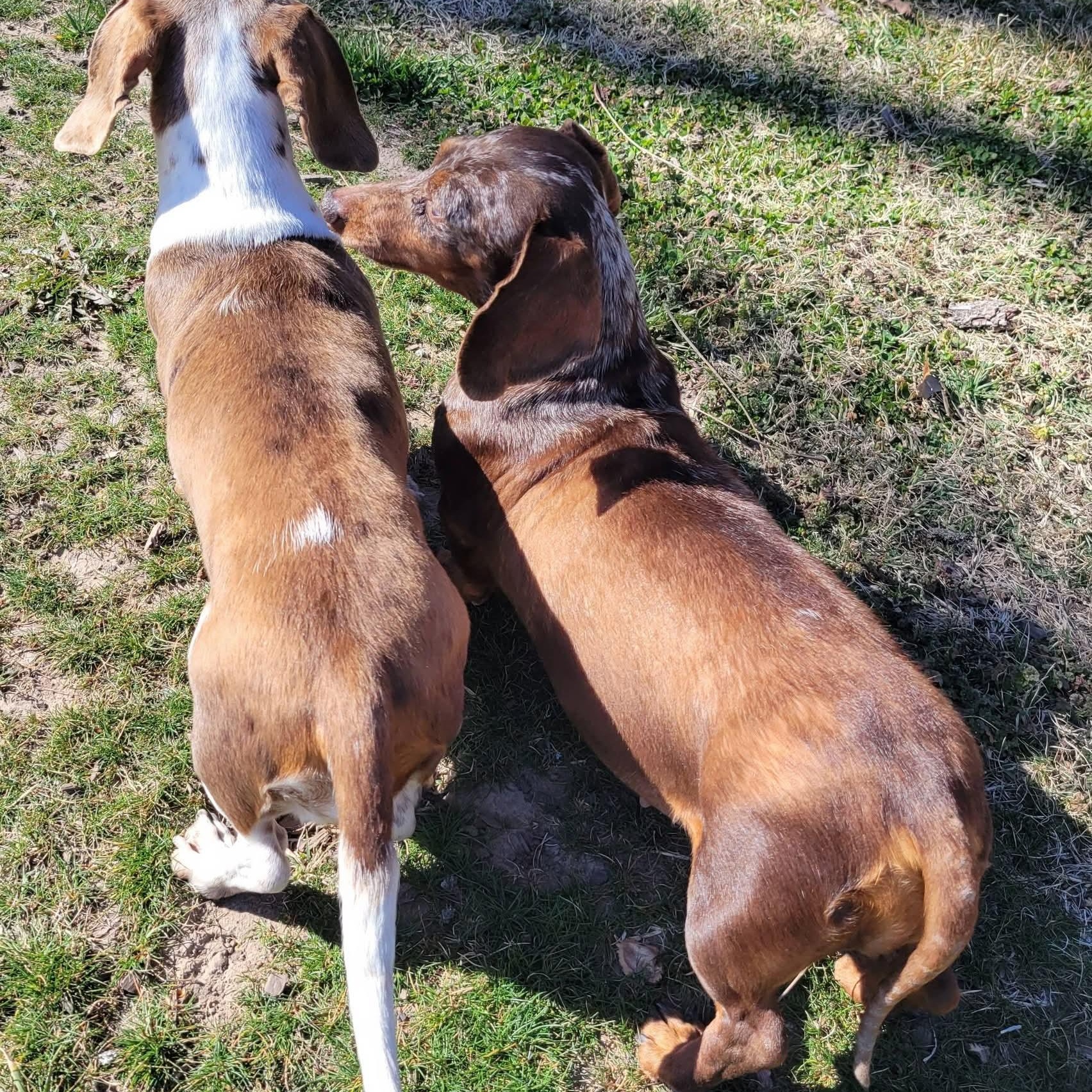 Enlarge Lil Bit & Maggie ~ bonded pair, an adopted Dachshund in Minooka, IL image 4/4