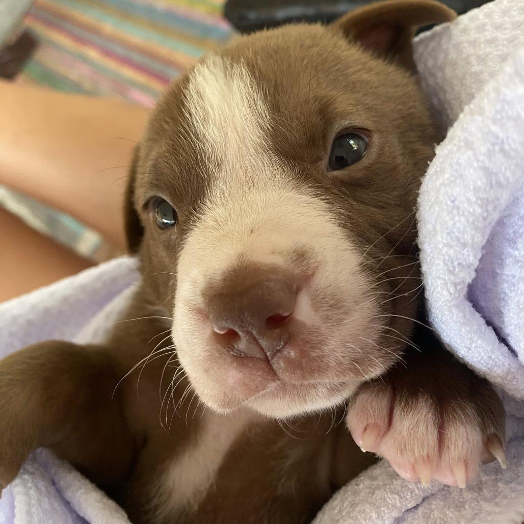 Enlarge Ireland, a Adoptable Mixed Breed in Seminole, FL image 2/5