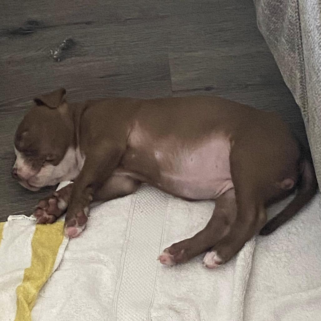 Enlarge Ireland, a Adoptable Mixed Breed in Seminole, FL image 3/5