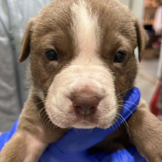 Enlarge Ireland, a Adoptable Mixed Breed in Seminole, FL image 4/5