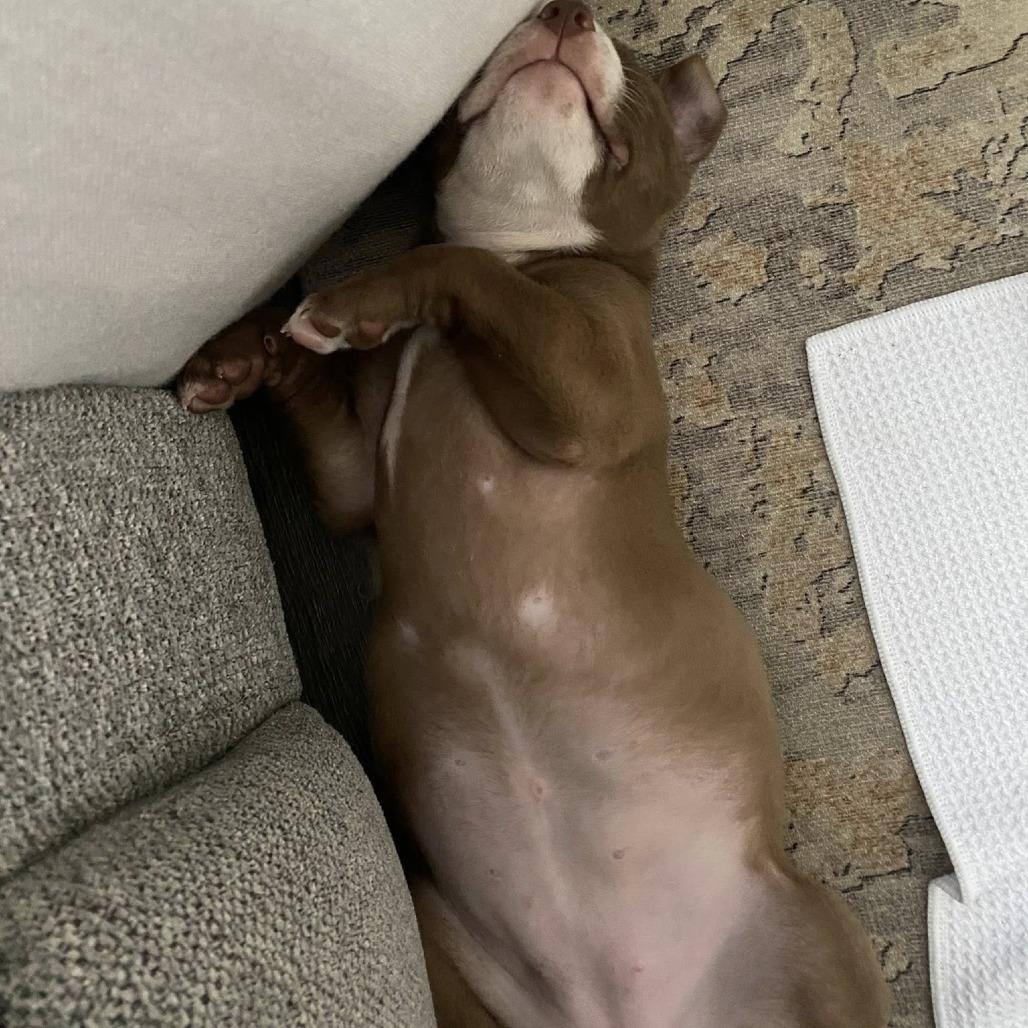 Enlarge Ireland, a Adoptable Mixed Breed in Seminole, FL image 5/5