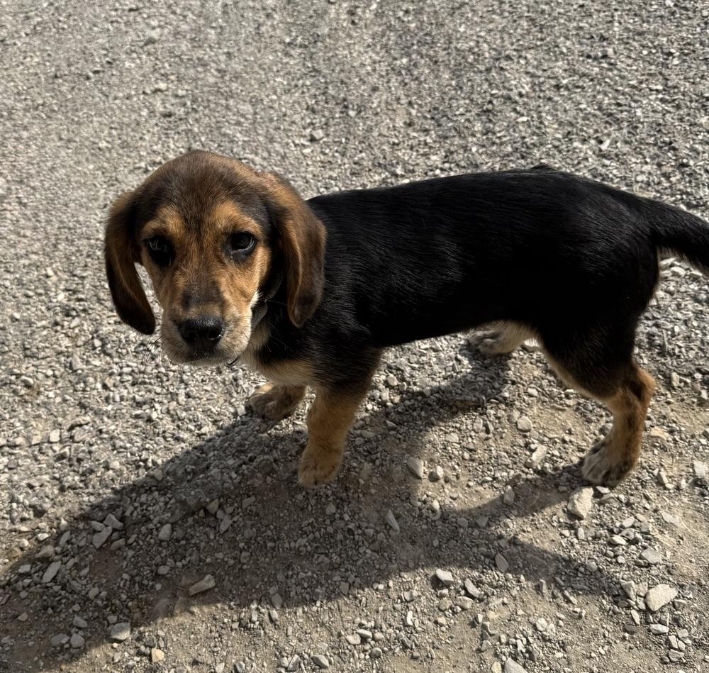 Wallace, Adopted, Puppy Male Hound.