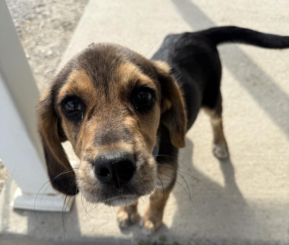 Enlarge Wallace, a Adopted mixed breed in Evansville, IN image 2/3