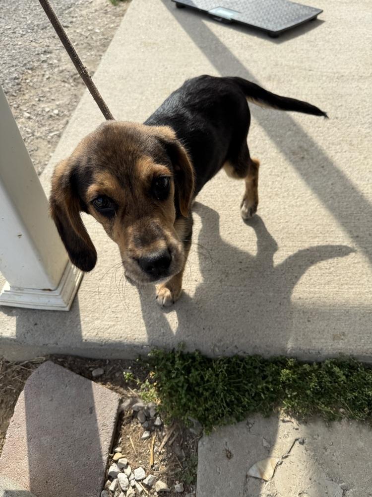 Enlarge Wallace, a Adopted mixed breed in Evansville, IN image 3/3