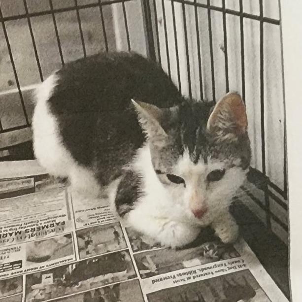 Enlarge China, a Adoptable Domestic Short Hair in Corydon, IN image 1/2