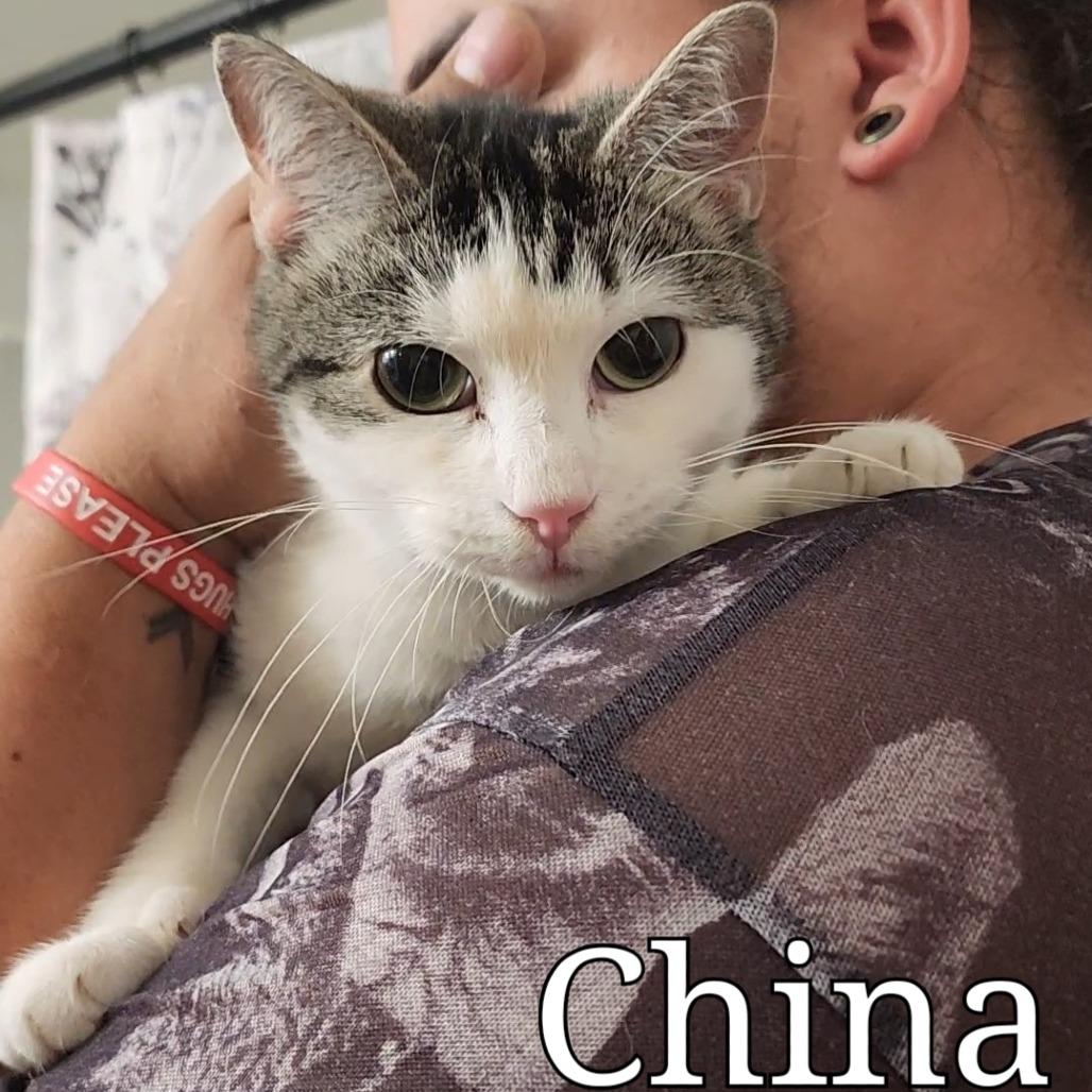 Enlarge China, a Adoptable Domestic Short Hair in Corydon, IN image 2/2
